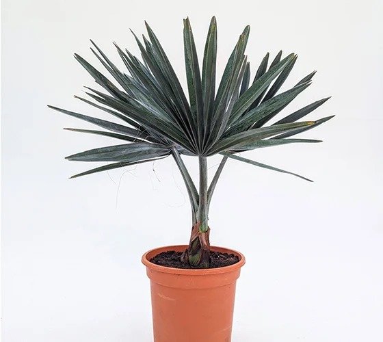 Bismarck Palm Plant
